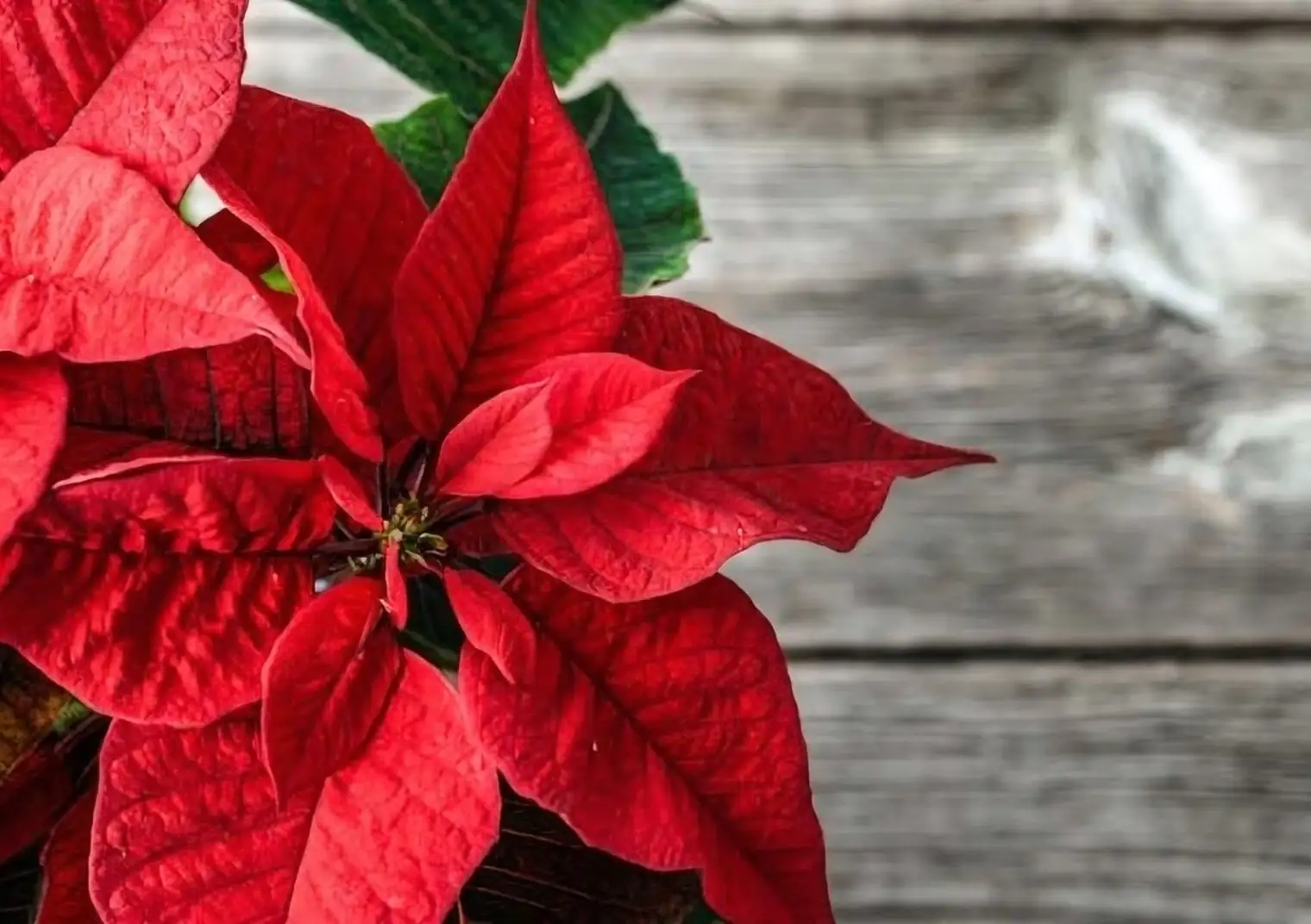 poinsettia night blackout box