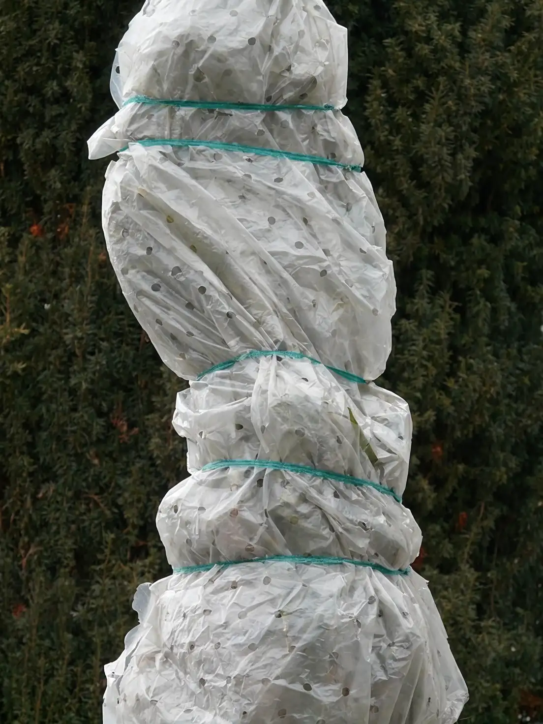 poinsettia frost protection fleece