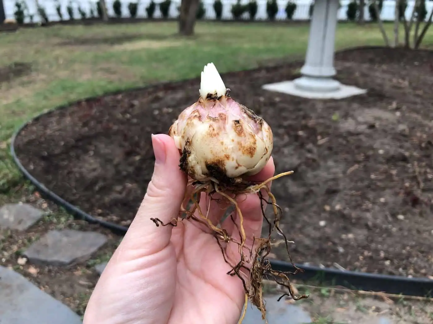 lily bulb with roots close-up