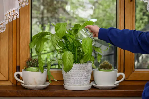 watering potted lily flowers