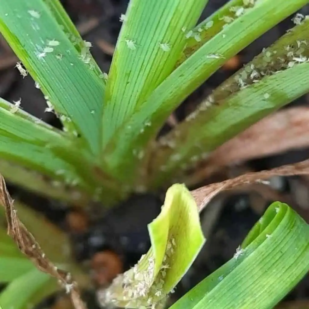 lily aphids on buds close-up