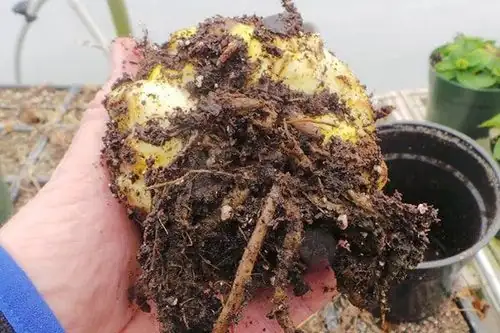lily bulb rot cut section