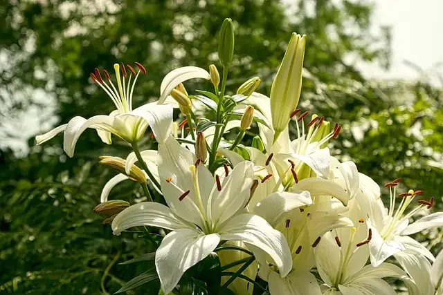 madonna lily annunciation painting