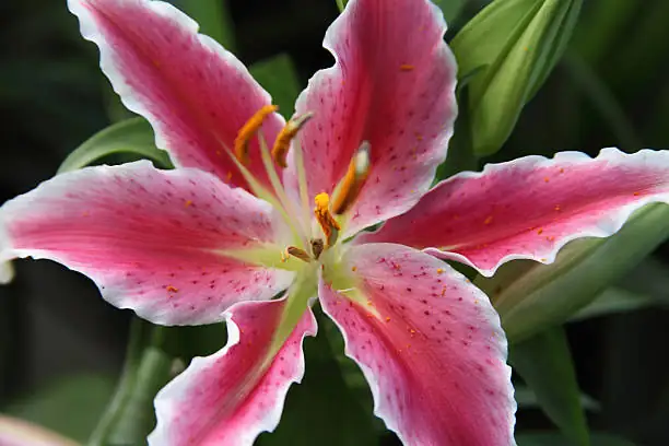 oriental lily pink white close-up