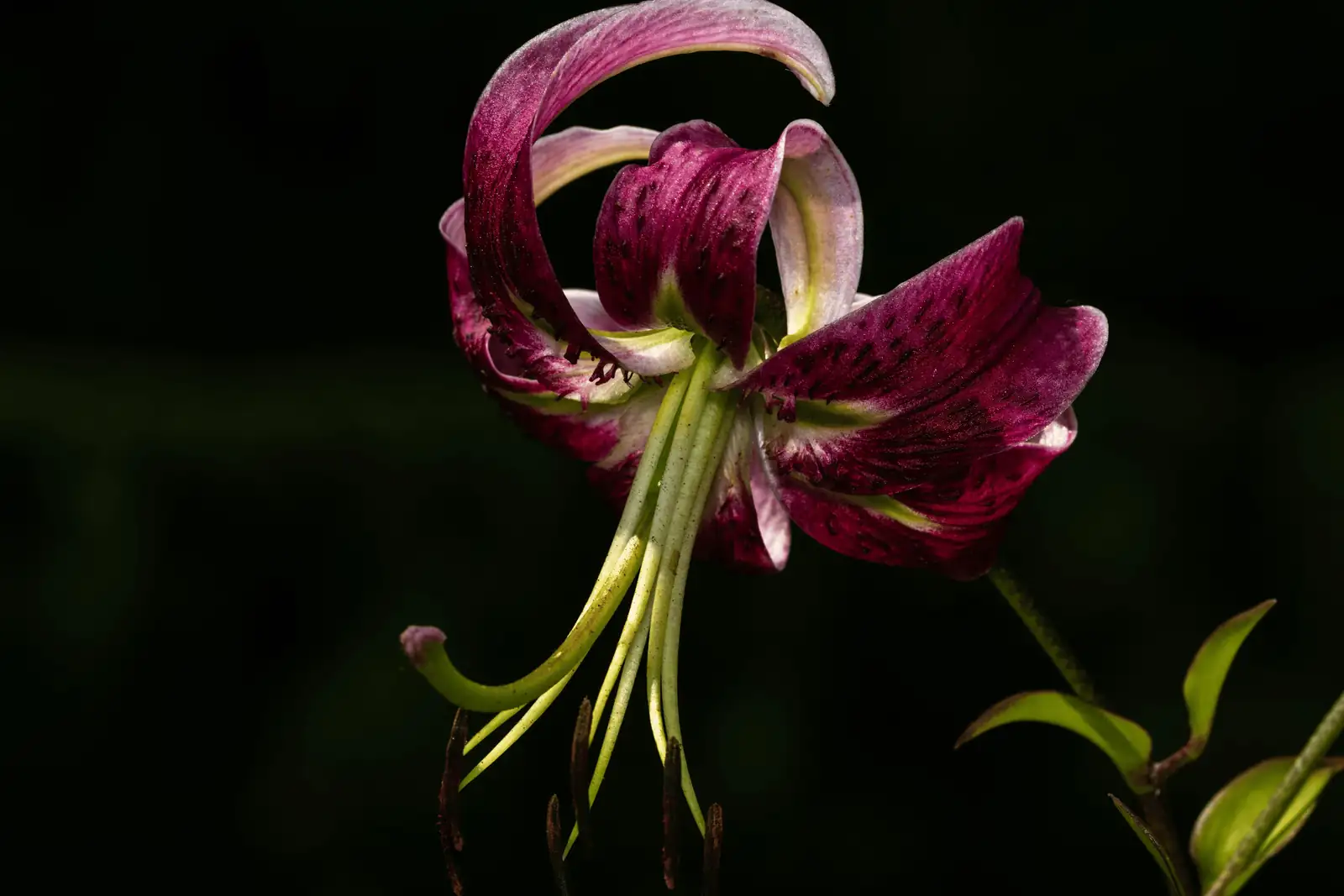 trumpet lily turk's cap lily collage