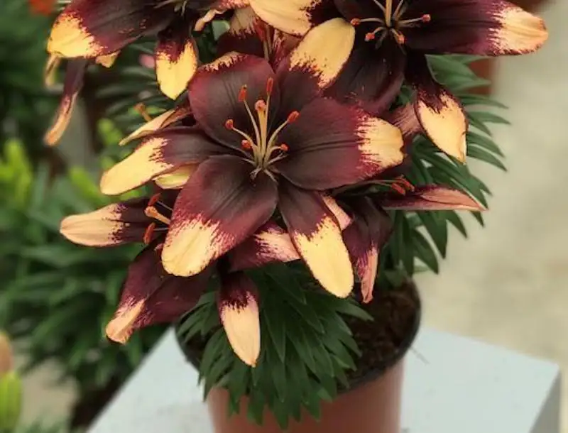 potted lily balcony sunlight