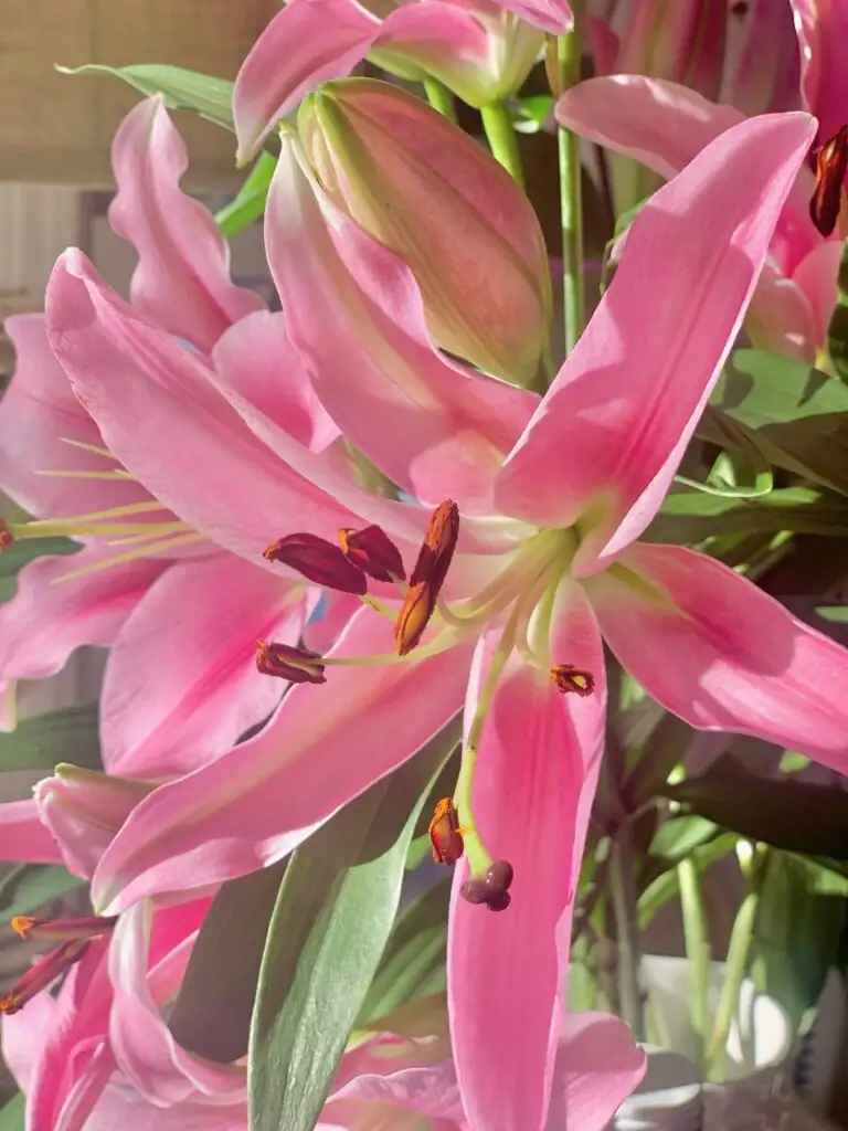 lily anther removal close up