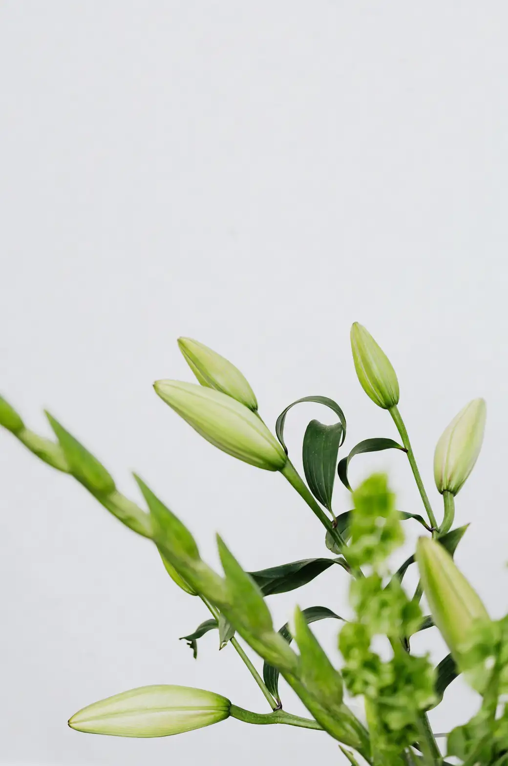 从一片鳞片变一盆花：百合鳞片扦插、分株与珠芽繁殖时间线