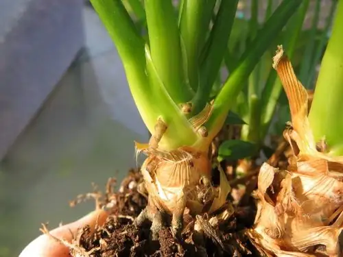 lily stem roots in soil