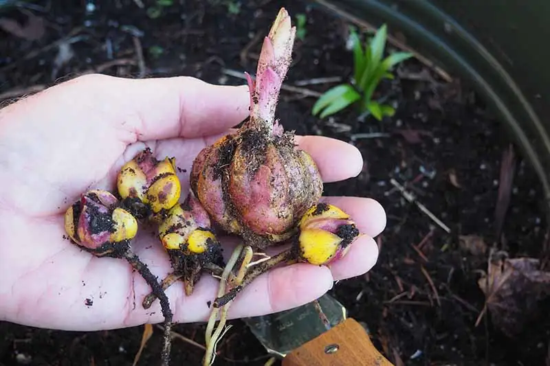lily bulb division hands