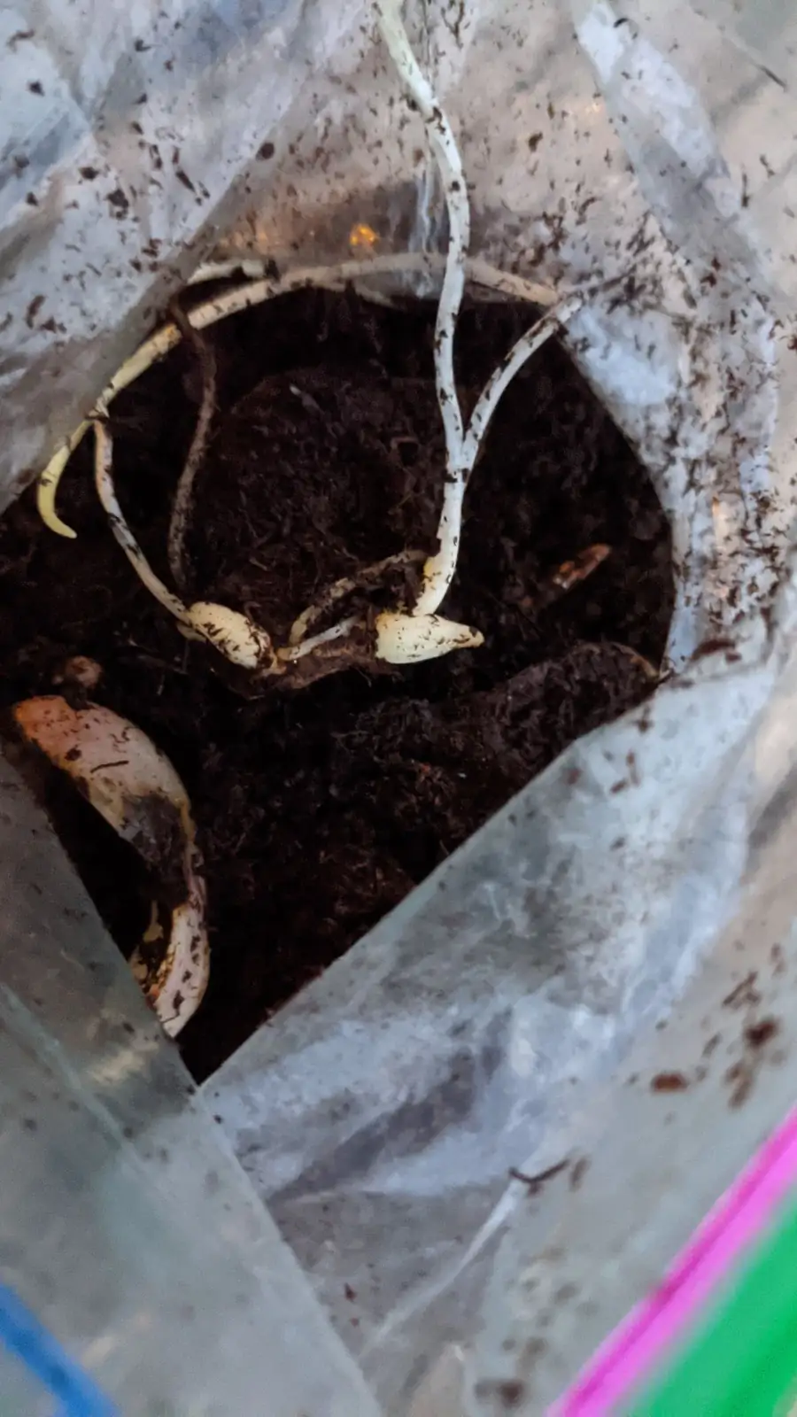 lily scale cuttings tray