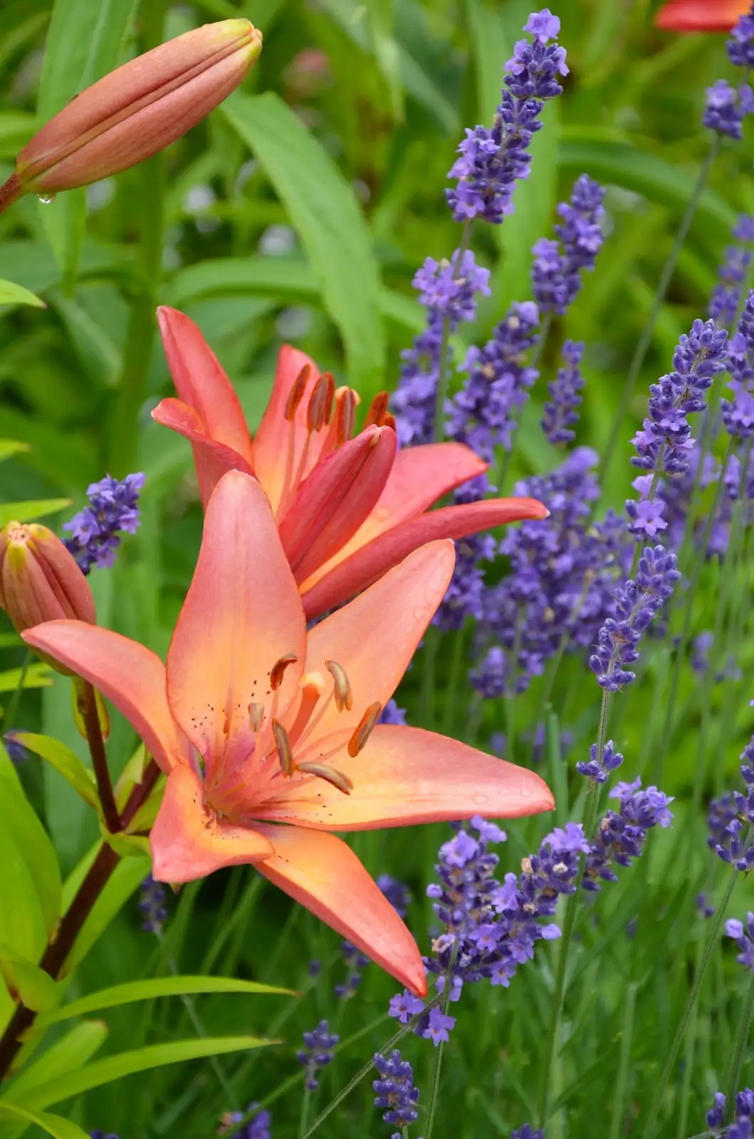 orange lily with purple salvia