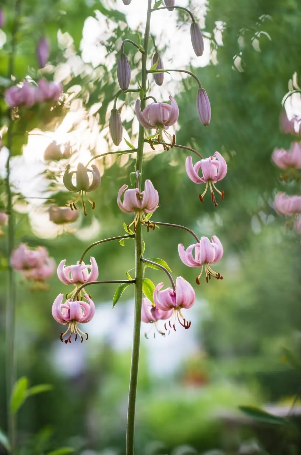 martagon lily woodland shade hosta