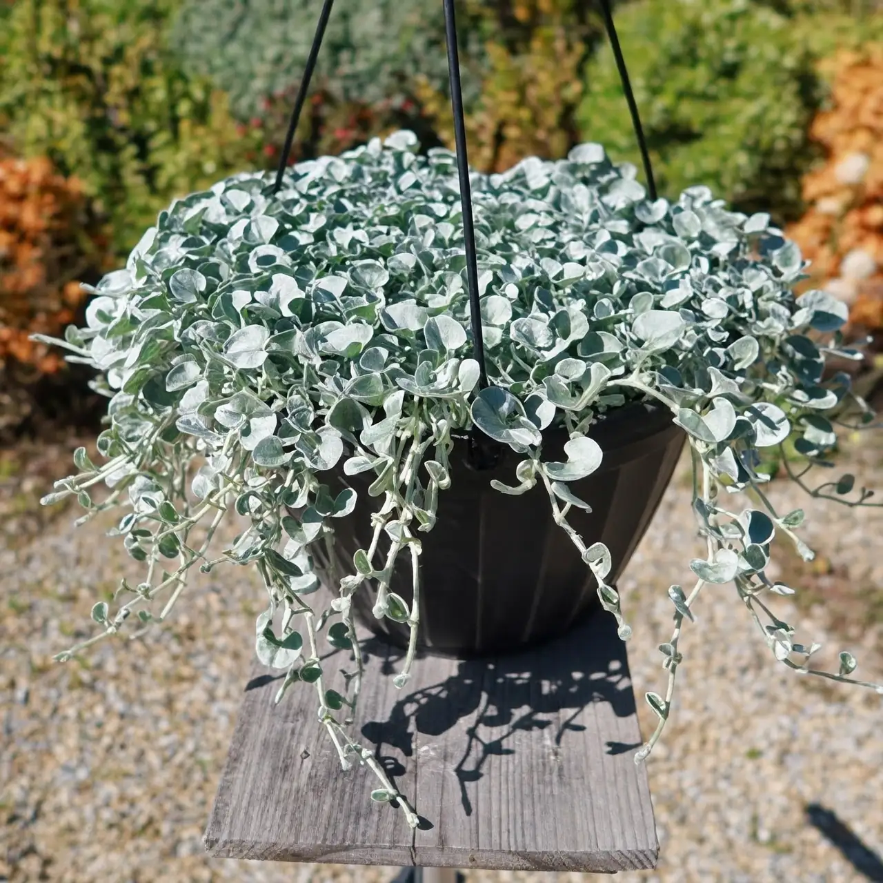 potted lily with dichondra silver falls