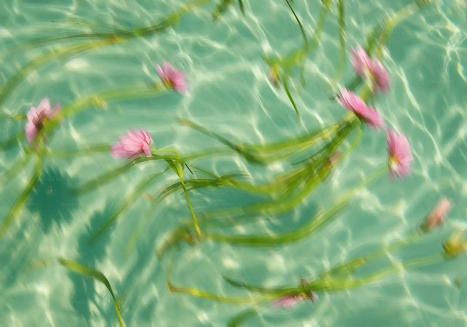 lily stem angled cut underwater