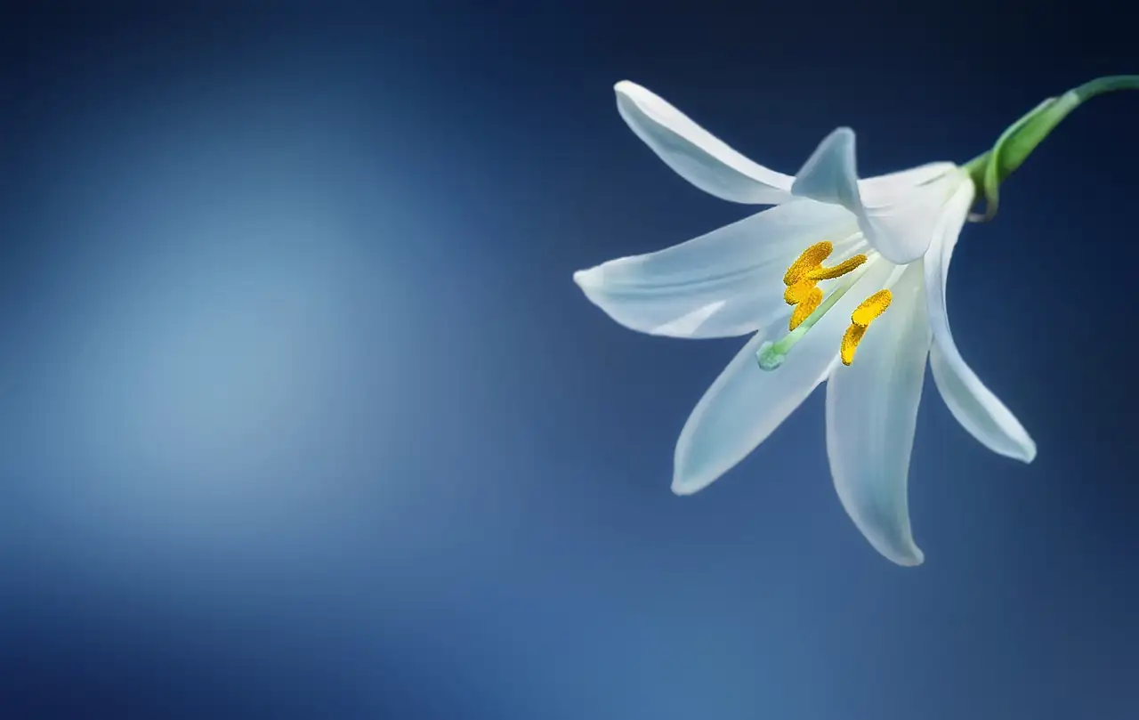 lily vase away from fruit bowl