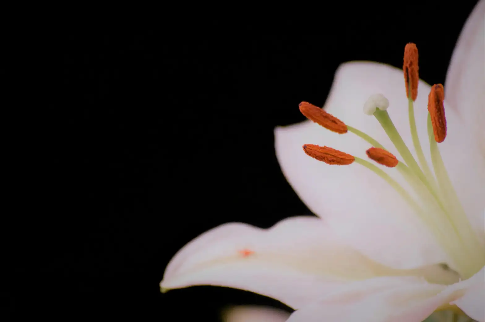 lily anther removal with tissue
