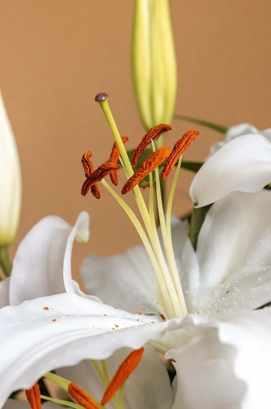 lily pollen stamen close-up