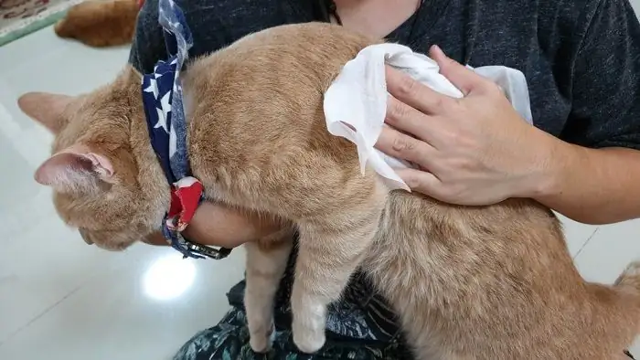 cat owner wiping fur towel
