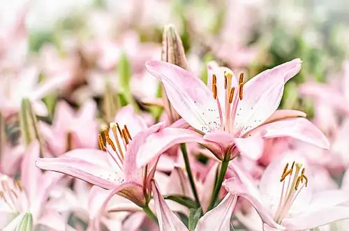 lilium flower anthers close-up