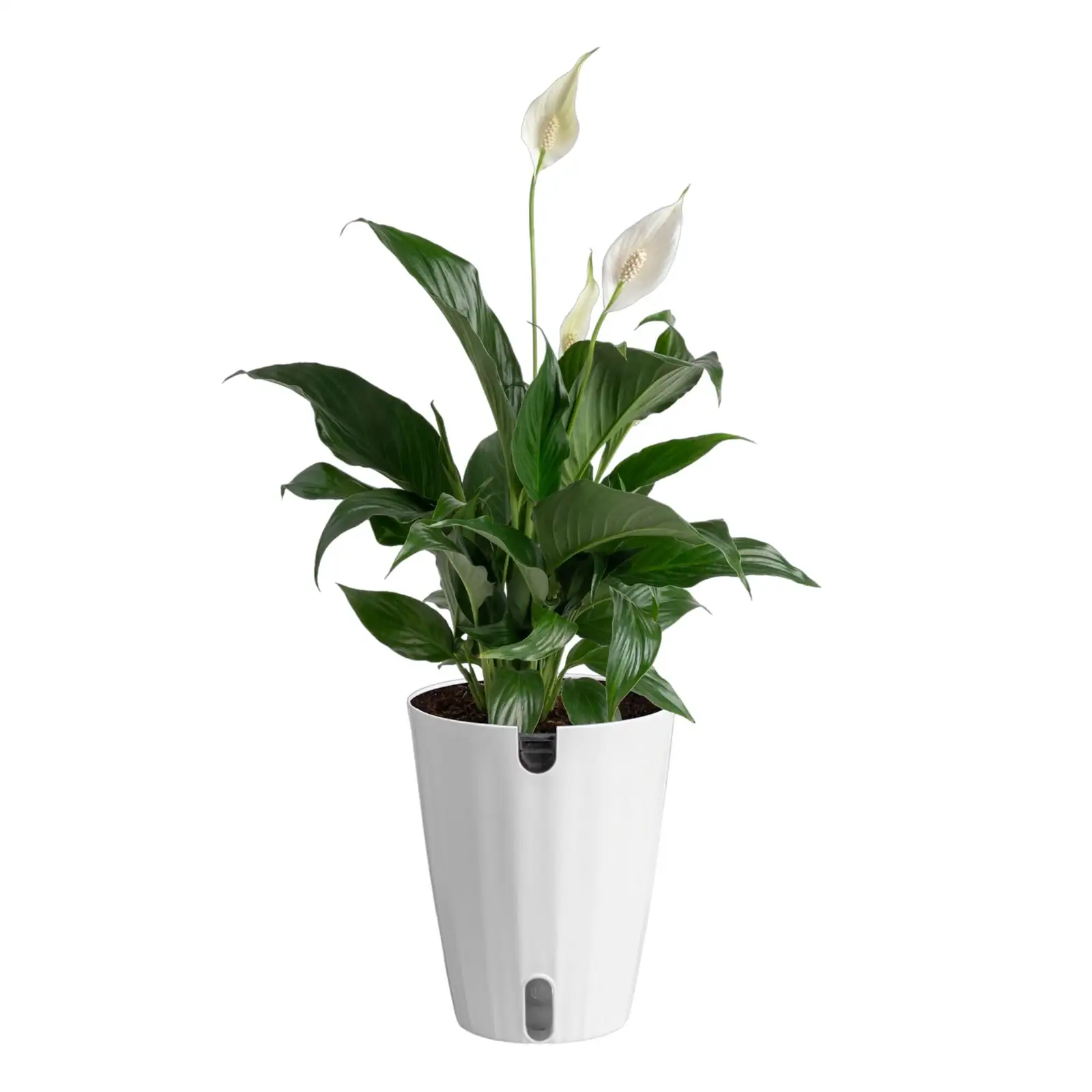 lily pot indoor thermometer