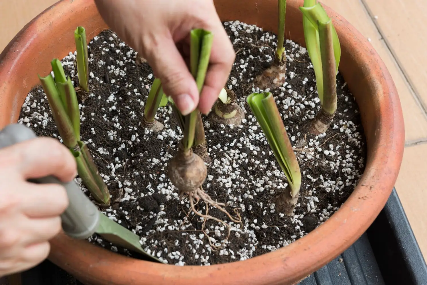 lily bulb potting hands soil