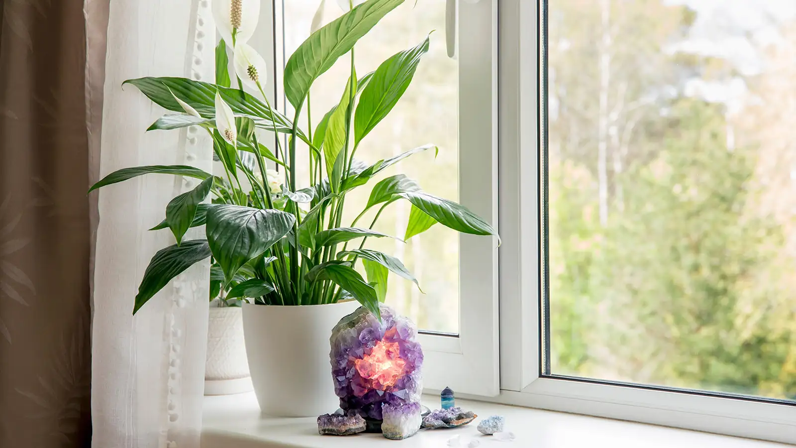 lily buds coloring indoor window
