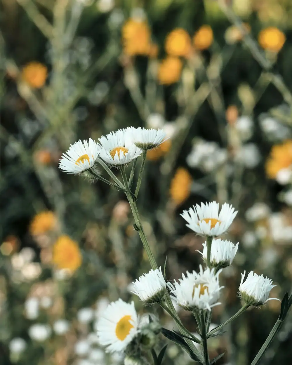 german chamomile and roman chamomile side by side