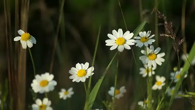 harvesting chamomile flowers basket