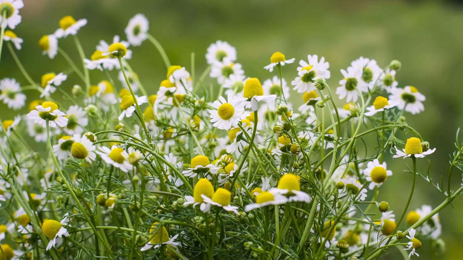 german chamomile upright stems