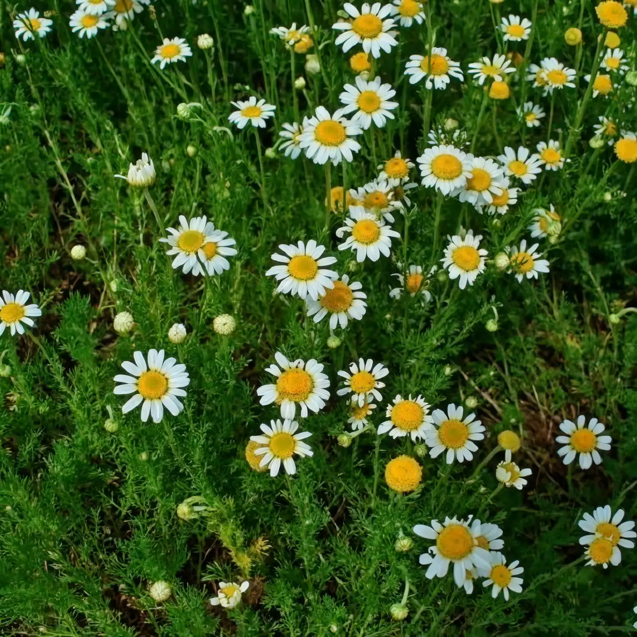 roman chamomile groundcover flowers