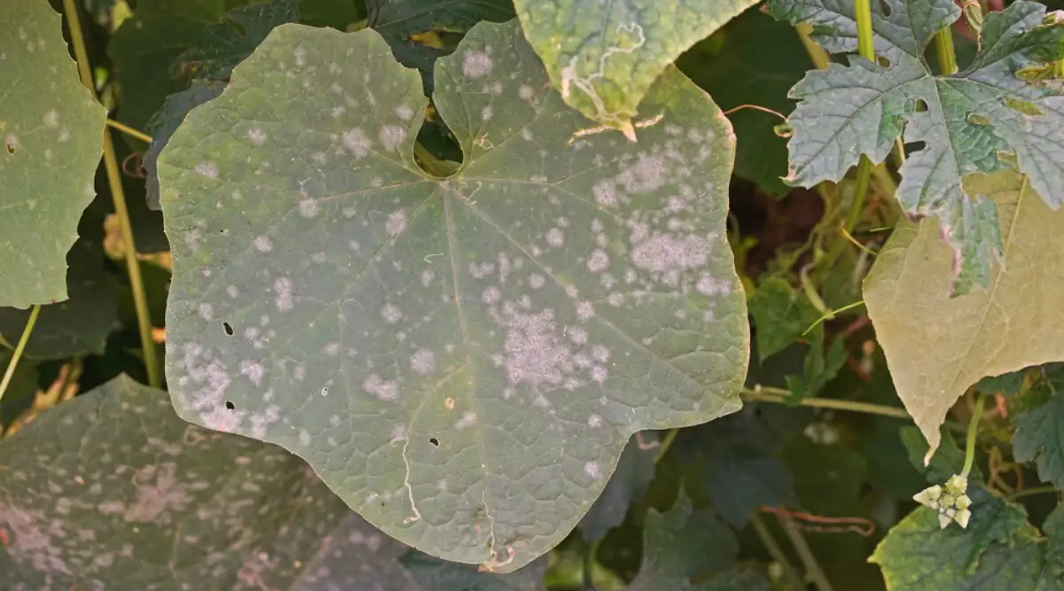 chamomile powdery mildew leaves close up
