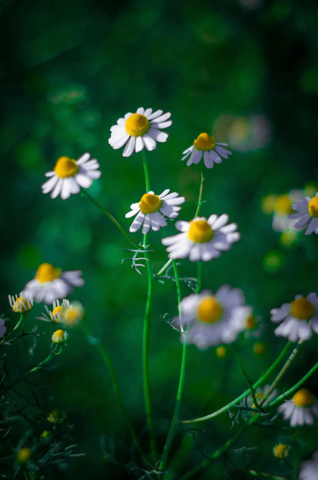 chamomile flower close-up yellow center