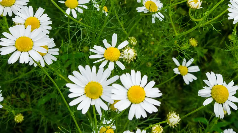 German vs Roman chamomile plants