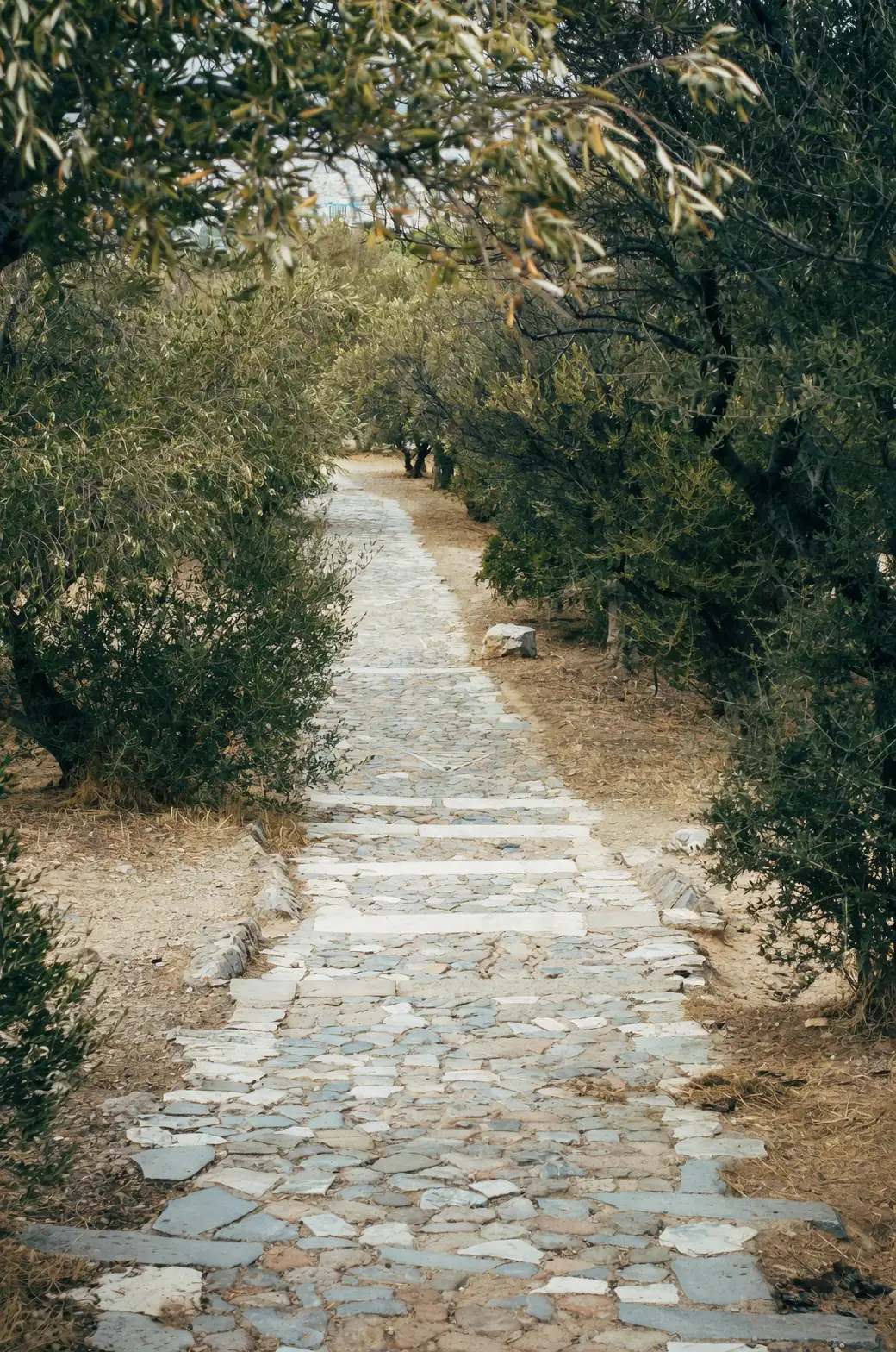 roman chamomile groundcover garden path