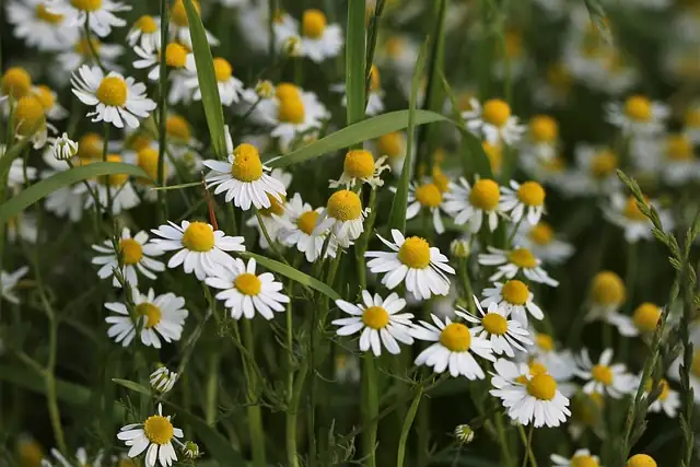German chamomile vs Roman chamomile flowers