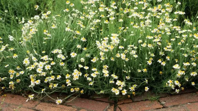 Roman chamomile groundcover garden path