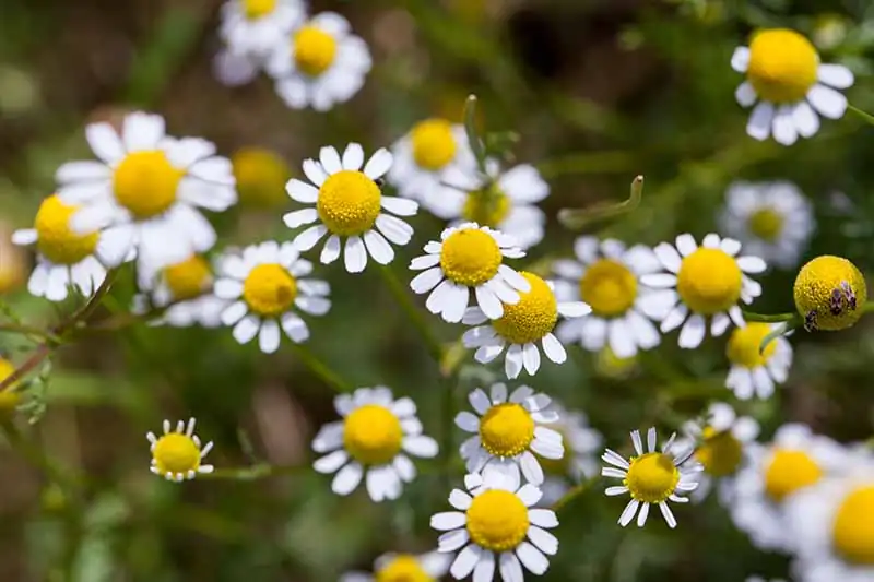 German and Roman chamomile comparison