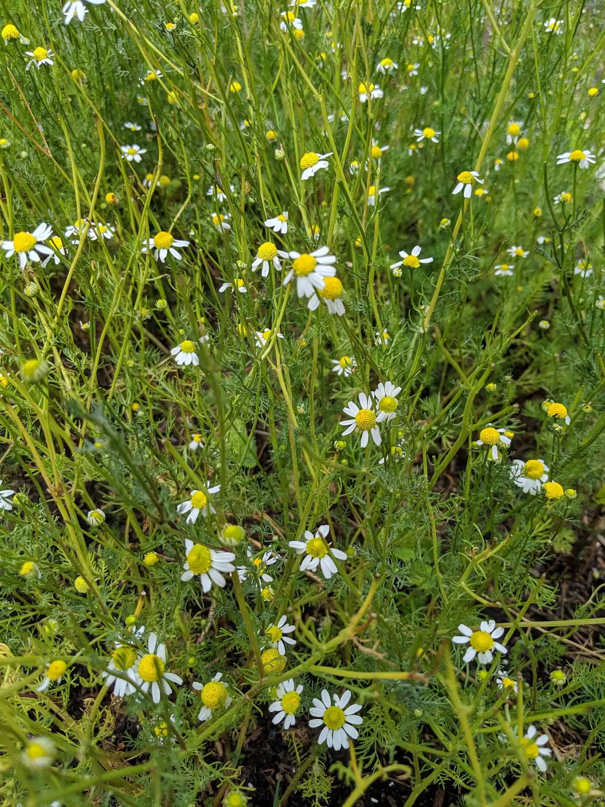 German chamomile self seeding seedlings garden