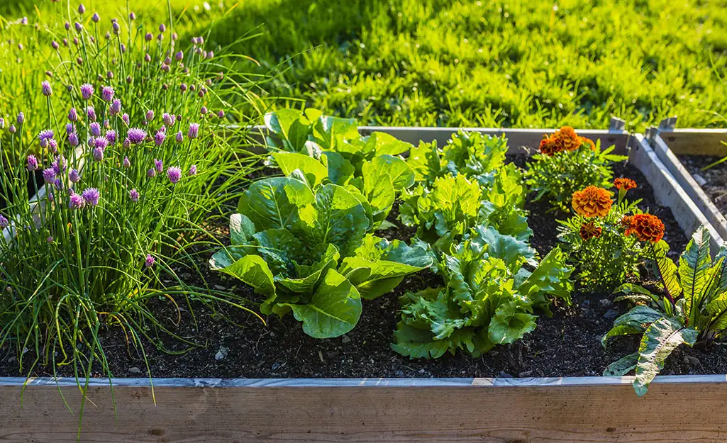 chamomile and cabbage garden bed