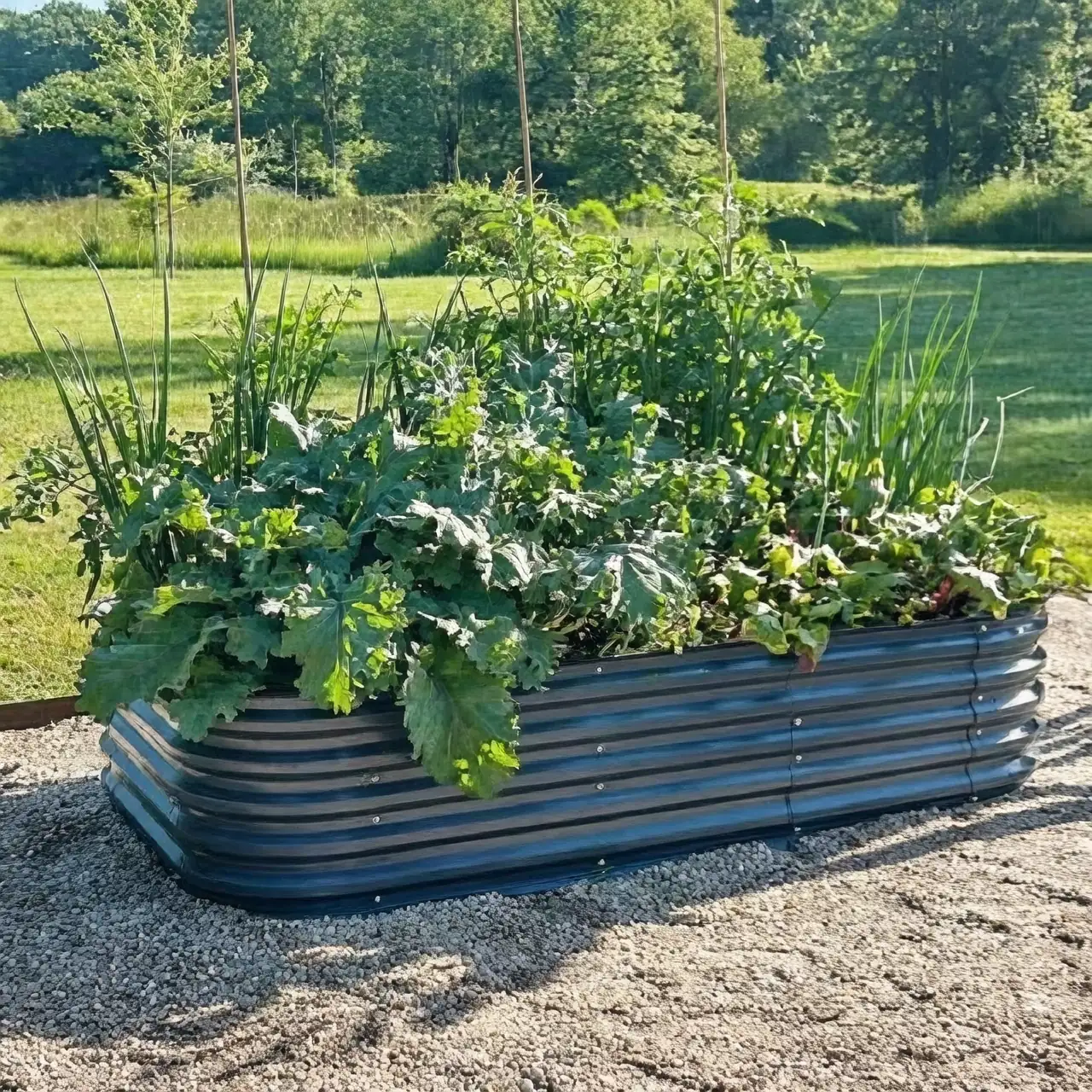 chamomile tomato cabbage bed layout
