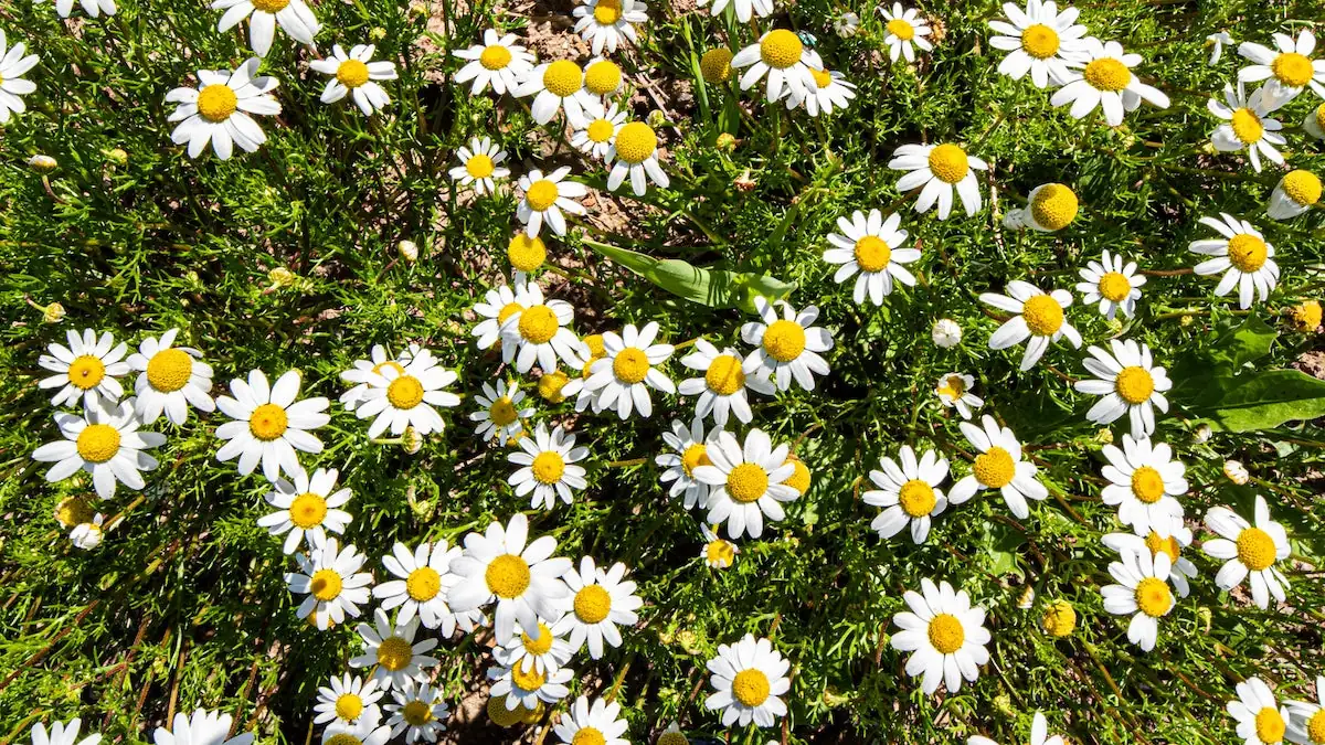 roman chamomile low mat close up