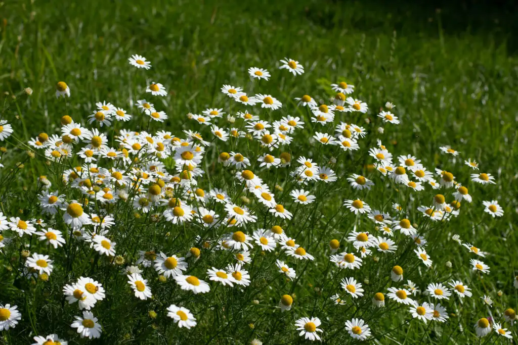 german chamomile tall flowers field
