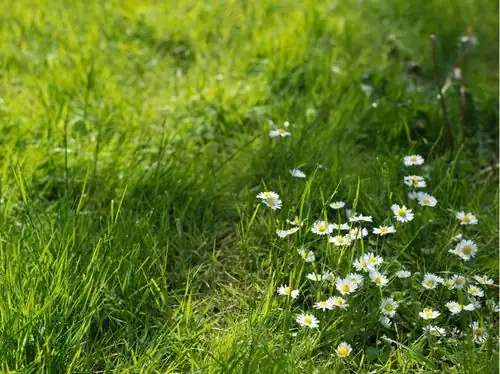 roman chamomile light footstep lawn