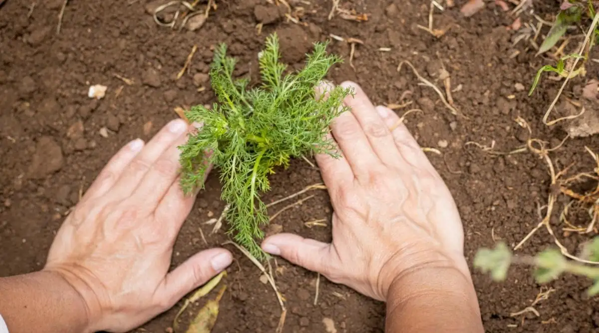 roman chamomile planting sandy soil bed