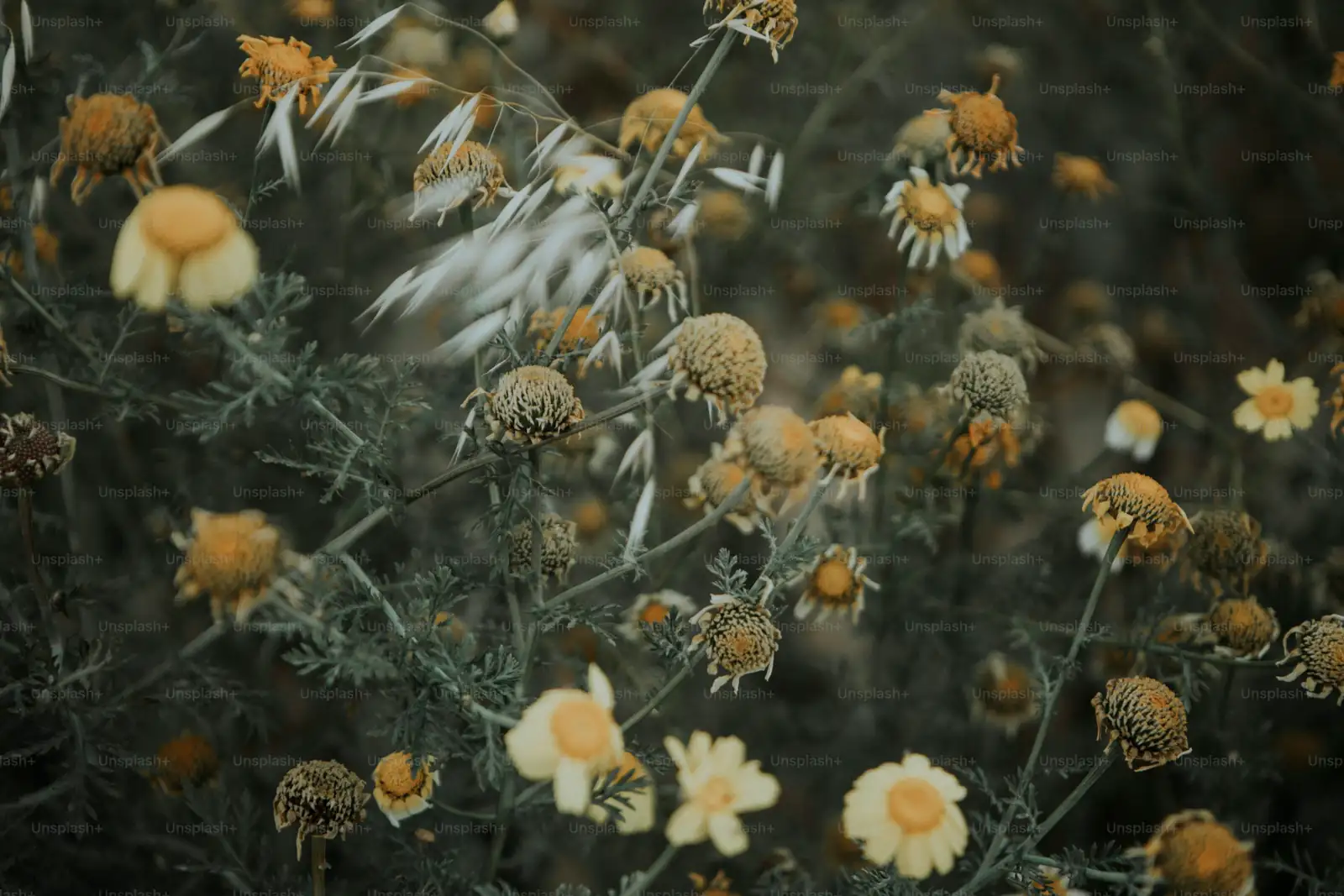 chamomile rake harvest morning