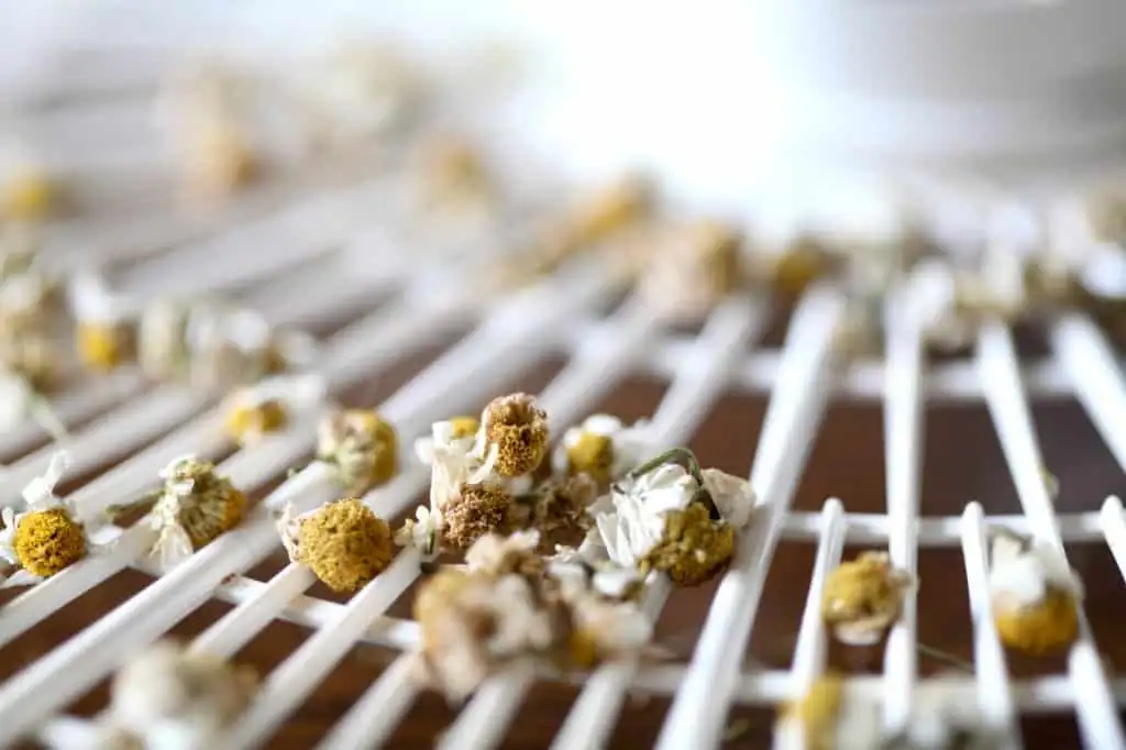 chamomile dehydrator trays low temperature