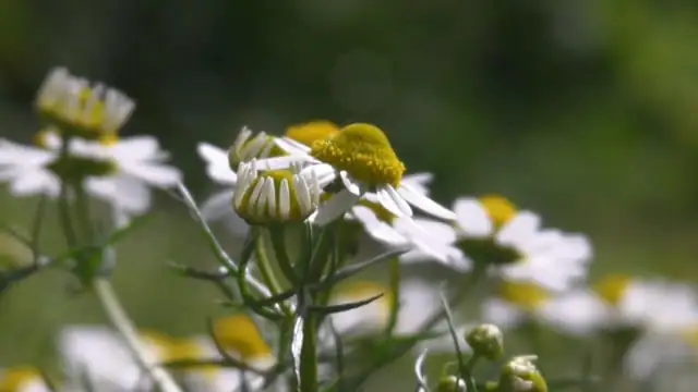 chamomile harvest morning basket