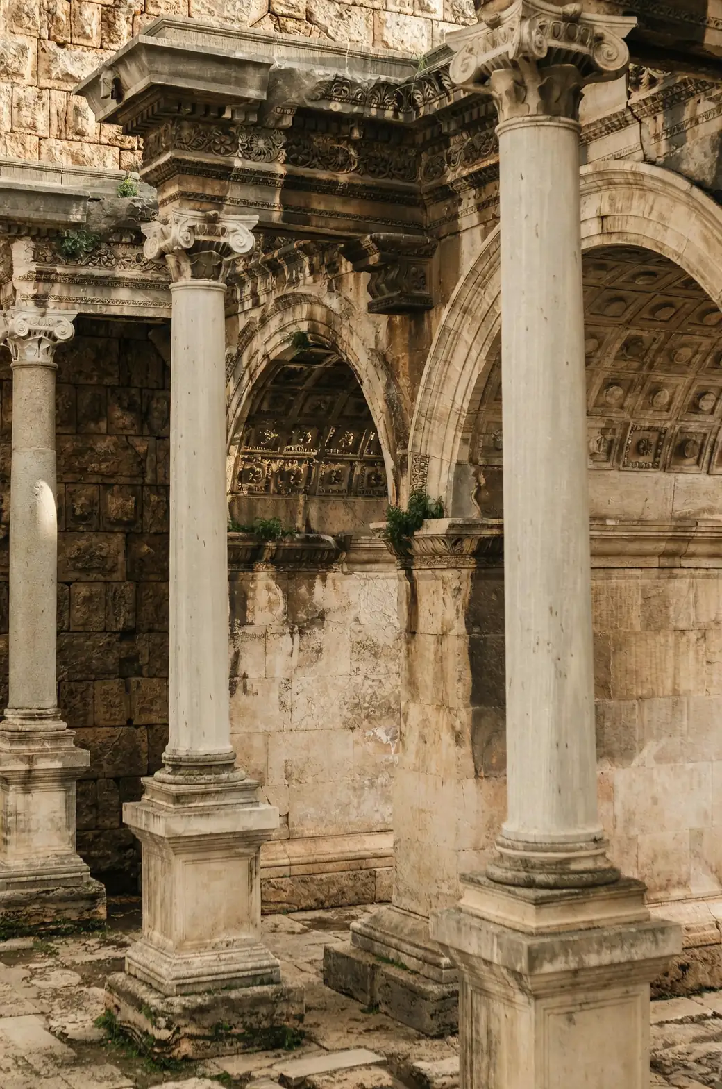 Roman and German chamomile side by side