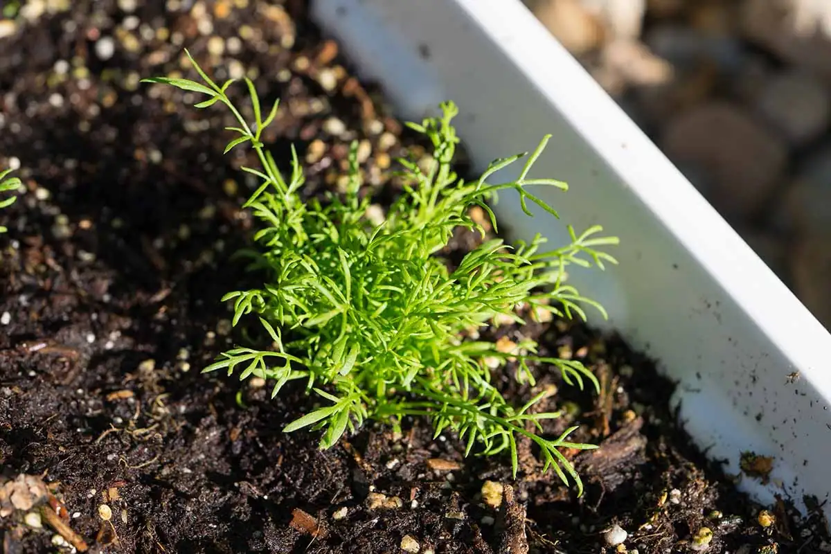 planting chamomile seedlings in pot